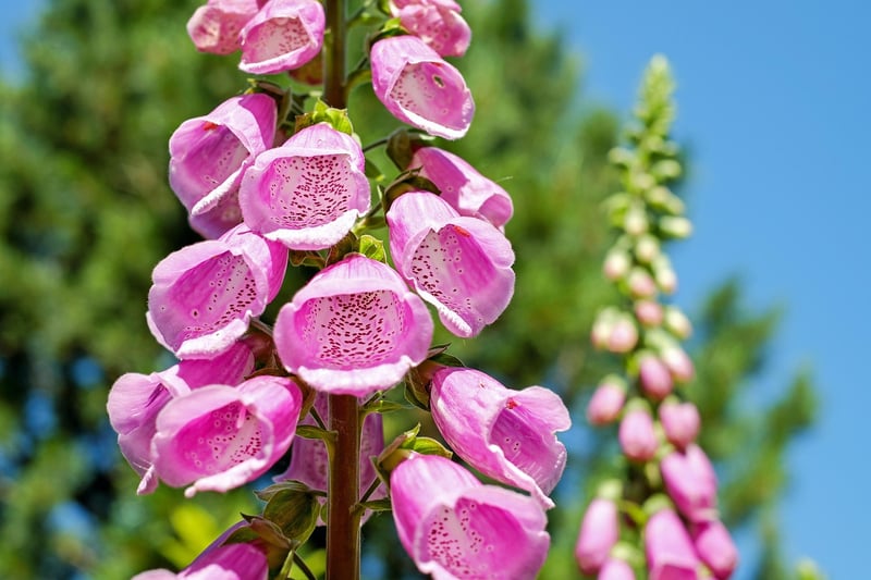 Economic Benefits of Vertical Gardens